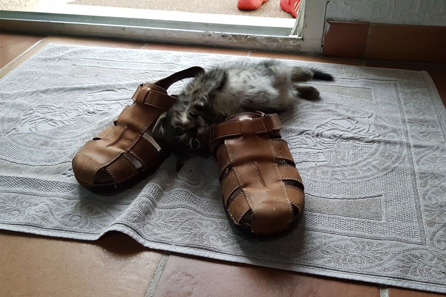 Accueillir aide domicile chez soi